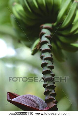 Banana tree, close-up View Large Photo Image Stock Image - Banana tree, close-up. Fotosearch