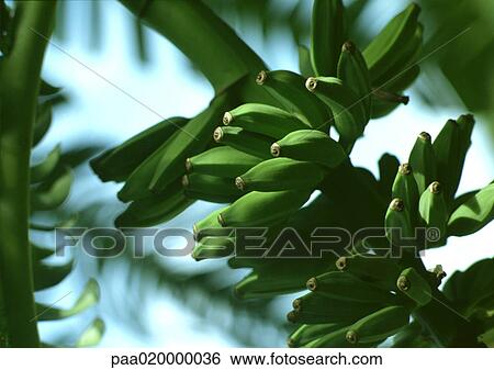 Bananas growing on banana tree, close-up View Large Photo Image Stock Photograph - Bananas growing on banana tree, close-up. Fotosearch