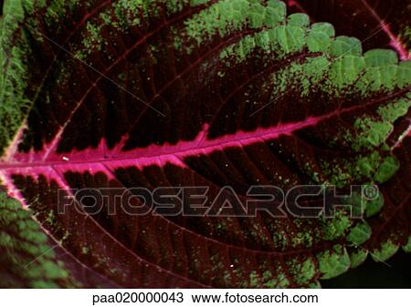 Stock Image - Leaf, extreme close-up. Fotosearch