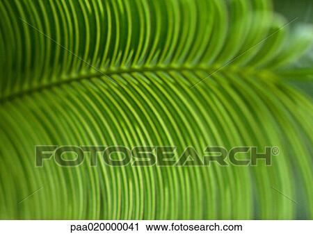 Stock Image - Palm leaf, extreme close-up. Fotosearch