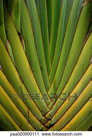 Stock Image - Palm leaf, extreme close-up. Fotosearch