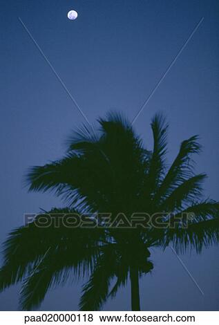 Stock Photo - Palm tree and moon at night. Fotosearch