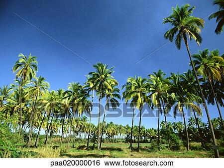 Stock Photograph - Reunion, grove of palm trees. Fotosearch