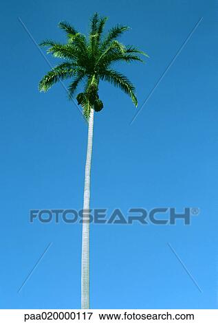 Reunion, palm tree in front of blue sky, low angle view View Large Photo Image Stock Photo - Reunion, palm tree in front of blue sky, low angle view. Fotosearch