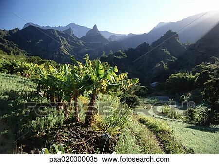 Stock Photography - Reunion, palm trees, mountains in background. Fotosearch