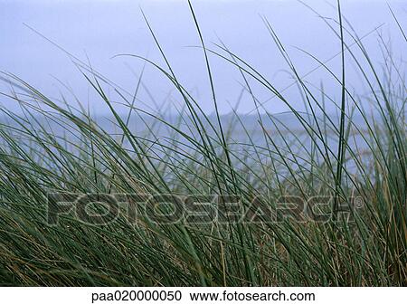 Stock Image - Sea grass. Fotosearch