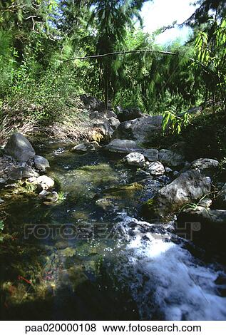 Stream in forest View Large Photo Image Stock Photo - Stream in forest. Fotosearch