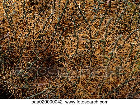 Thornbush, close-up View Large Photo Image Stock Image - Thornbush, close-up. Fotosearch