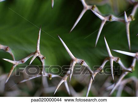 Picture - Thorns, extreme close-up. Fotosearch