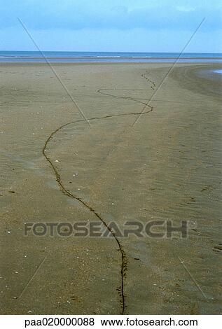 Stock Photo - Track in sand at beach, ocean in background. Fotosearch