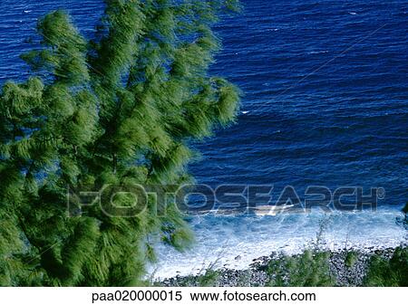 Tree and sea in background View Large Photo Image Stock Photography - Tree and sea in background. Fotosearch