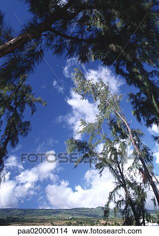 Picture - Trees and sky. Fotosearch