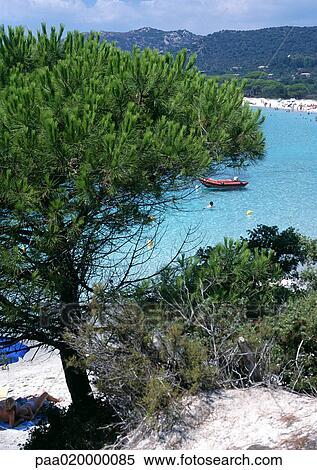 Stock Photography - Trees, beach and sea in background. Fotosearch