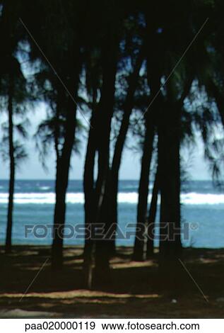 Trees near seaside View Large Photo Image Stock Photo - Trees near seaside. Fotosearch