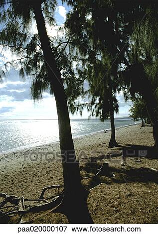 Trees on beach View Large Photo Image Stock Photo - Trees on beach. Fotosearch