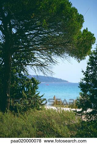 Trees, sea in background View Large Photo Image Stock Photo - Trees, sea in background. Fotosearch