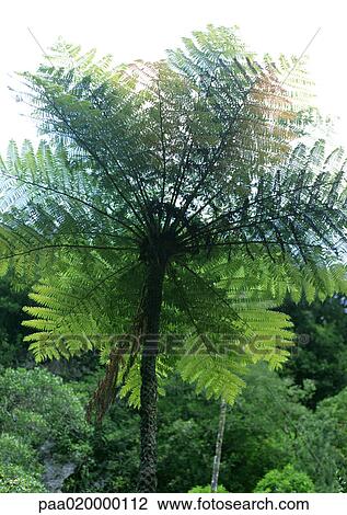 Tropical tree View Large Photo Image Stock Image - Tropical tree. Fotosearch