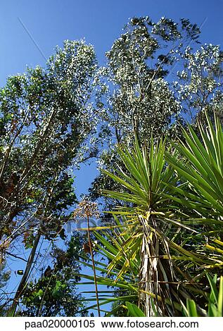 Stock Photography - Tropical trees. Fotosearch