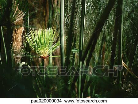 Tropical vegetation, close-up View Large Photo Image Picture - Tropical vegetation, close-up. Fotosearch