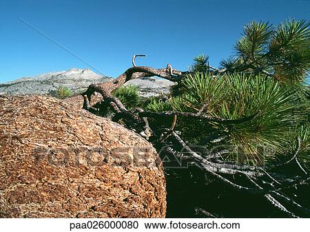 California, Yosemite National Prak, curved pine branch with mountain in background. View Large Photo Image Stock Image - California, Yosemite National Prak, curved pine branch with mountain in background.. Fotosearch