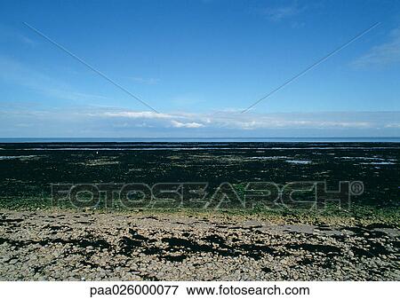 France, Charente-Maritime, seashore covered in sea weed. View Large Photo Image Stock Photo - France, Charente-Maritime, seashore covered in sea weed.. Fotosearch