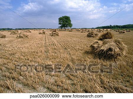 France, Loire Valley, haystacks in field View Large Photo Image Stock Photo - France, Loire Valley, haystacks in field. Fotosearch
