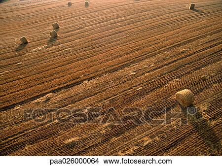 France, Lorraine, bales of hay in field View Large Photo Image Picture - France, Lorraine, bales of hay in field. Fotosearch