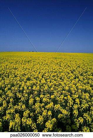France, Normandy, field of rapeseed View Large Photo Image Stock Image - France, Normandy, field of rapeseed. Fotosearch