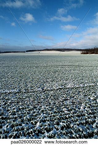 France, Picardy, field covered with light snow View Large Photo Image Stock Image - France, Picardy, field covered with light snow. Fotosearch