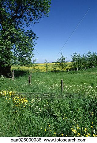 Stock Photograph - France, Picardy, field with wildflowers growing near fence. Fotosearch