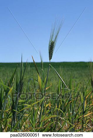 France, Picardy, green wheat in field. View Large Photo Image Stock Image - France, Picardy, green wheat in field.. Fotosearch