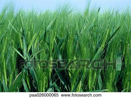 France, Picardy, green wheat in field, close-up View Large Photo Image Stock Photography - France, Picardy, green wheat in field, close-up. Fotosearch