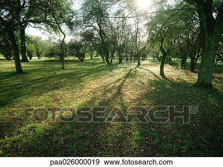 France, Picardy, trees in field with sun shining through branches. View Large Photo Image Stock Photo - France, Picardy, trees in field with sun shining through branches.. Fotosearch