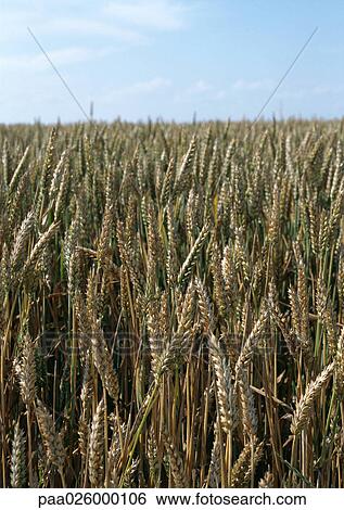 France, Picardy, wheat field, close-up View Large Photo Image Stock Photograph - France, Picardy, wheat field, close-up. Fotosearch