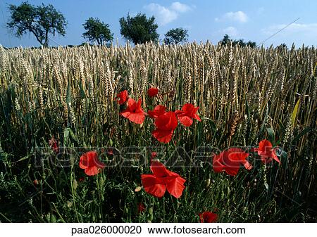 France, Provence, poppies growing in crop field, close-up View Large Photo Image Stock Image - France, Provence, poppies growing in crop field, close-up. Fotosearch