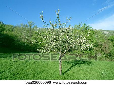 Fruit tree in bloom in grassy clearing View Large Photo Image Stock Photograph - Fruit tree in bloom in grassy clearing. Fotosearch