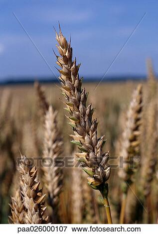 Stock Photo - Husks of wheat in field, close-up, blue sky in background.. Fotosearch