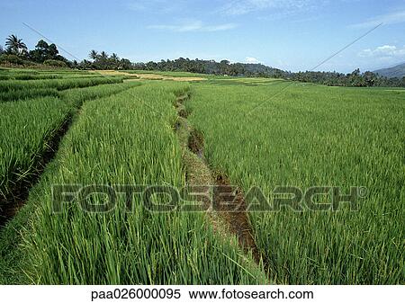 Indonesia, Sumatra, rice fields View Large Photo Image Stock Photography - Indonesia, Sumatra, rice fields. Fotosearch