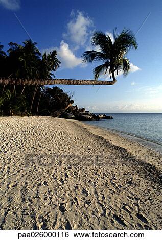 Stock Photograph - Malaysia, Perhentian Besar Island, palm tree hanging over beach.. Fotosearch