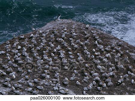 New Zealand, birds sitting on cliff over sea, high angle view View Large Photo Image Stock Image - New Zealand, birds sitting on cliff over sea, high angle view. Fotosearch