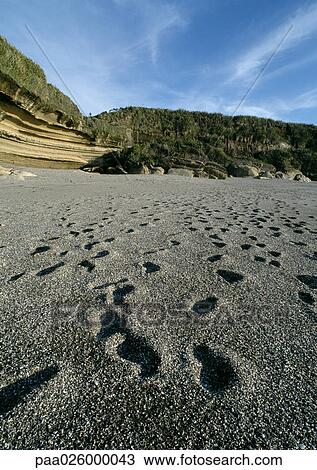 New Zealand, footprints on beach. View Large Photo Image Stock Image - New Zealand, footprints on beach.. Fotosearch