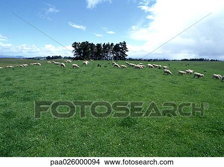 New Zealand, sheep grazing in field. View Large Photo Image Picture - New Zealand, sheep grazing in field.. Fotosearch
