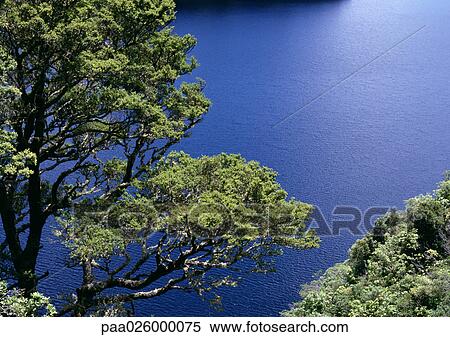 New Zealand, tree overlooking water, high angle view View Large Photo Image Stock Photography - New Zealand, tree overlooking water, high angle view. Fotosearch