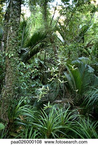 New Zealand, vegetation in Paparoa National Park View Large Photo Image Stock Photo - New Zealand, vegetation in Paparoa National Park. Fotosearch