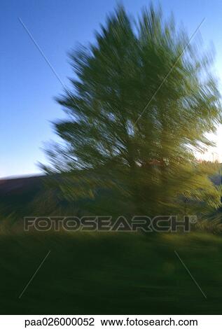 Tree with sun shining through the branches, blurred View Large Photo Image Stock Image - Tree with sun shining through the branches, blurred. Fotosearch