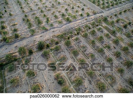 Tunisia, Palm orchard, aerial view View Large Photo Image Stock Image - Tunisia, Palm orchard, aerial view. Fotosearch