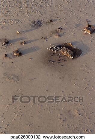 Tunisia, Sahara Desert, cattle herded around farm building, aerial view View Large Photo Image Stock Image - Tunisia, Sahara Desert, cattle herded around farm building, aerial view. Fotosearch