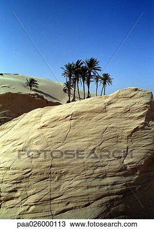 Tunisia, Sahara Desert, palm trees on large rock in front of dunes View Large Photo Image Stock Image - Tunisia, Sahara Desert, palm trees on large rock in front of dunes. Fotosearch