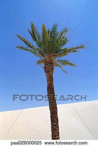 Tunisia, Sahara, palm tree with sand dune and blue sky in background View Large Photo Image Stock Photography - Tunisia, Sahara, palm tree with sand dune and blue sky in background. Fotosearch