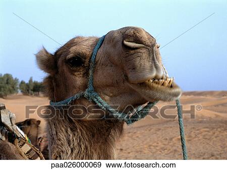 Tunisia, The Sahara Desert, camel's head, close-up View Large Photo Image Stock Photo - Tunisia, The Sahara Desert, camel's head, close-up. Fotosearch